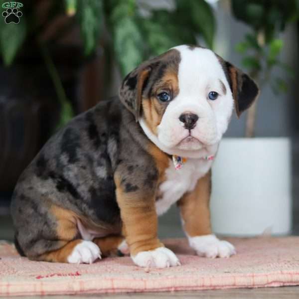 Lily, Beabull Puppy